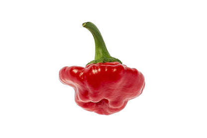 40 Red JAMAICAN HOT PEPPER Capsicum Chinense Scotch Bonnet Vegetable Seeds