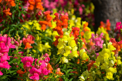 2000 SNAPDRAGON CORONA MIX Antirrhinum Majus Flower Seeds