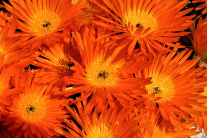 100 Gelato ORANGE ICE PLANT Mesembryanthemum Livingstone Daisy Flower Seeds