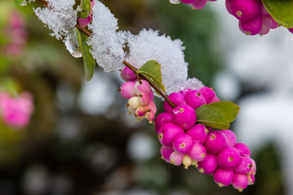 25 CORALBERRY Shrub Flower Pink Indian Currant Symphoricarpos Orbiculatus Seeds
