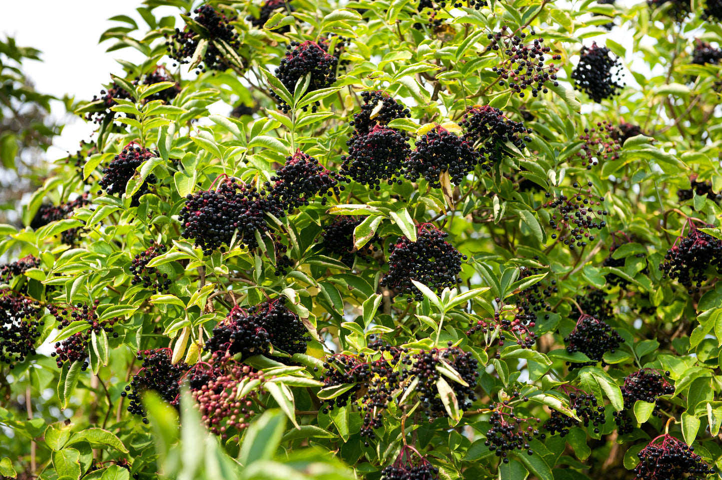 500 BULK American ELDERBERRY Fruit Bush Shrub Tree Sambucus Nigra Canadensis Seeds