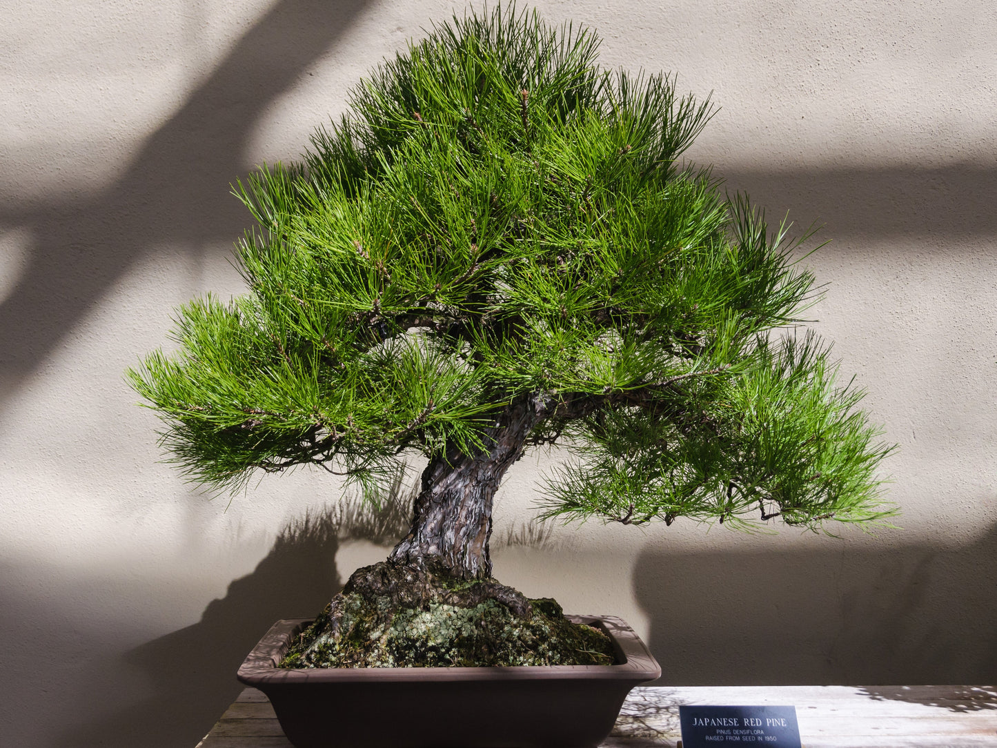 10 RED Japanese PINE TREE Korean Pinus Densiflora Evergreen Seeds