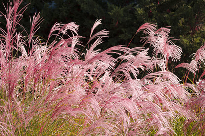 10 RED MAIDEN GRASS Miscanthus Sinensis Plumes Ornamental Flower Seeds