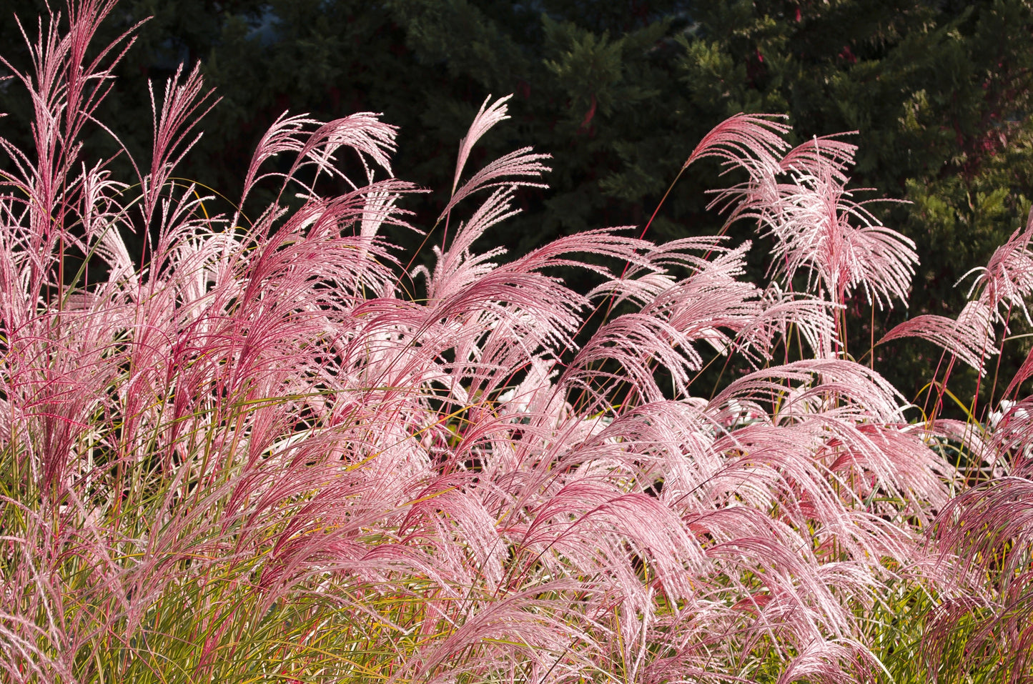 10 RED MAIDEN GRASS Miscanthus Sinensis Plumes Ornamental Flower Seeds
