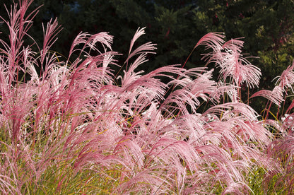 10 RED MAIDEN GRASS Miscanthus Sinensis Plumes Ornamental Flower Seeds