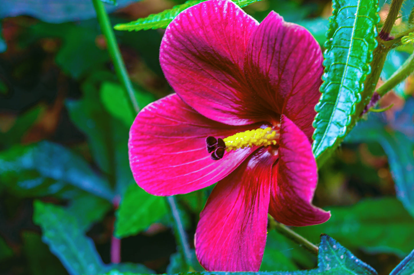 10 KENAF HIBISCUS Cannabinus Indian Hemp Red Flower Seeds