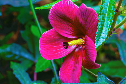 10 KENAF HIBISCUS Cannabinus Indian Hemp Red Flower Seeds