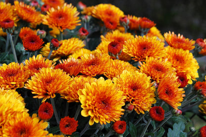 50 Tricolor DOUBLE PAINTED DAISY Chrysanthemum Carinatum Tanacetum Dunetti Mixed Colors Flower Seeds