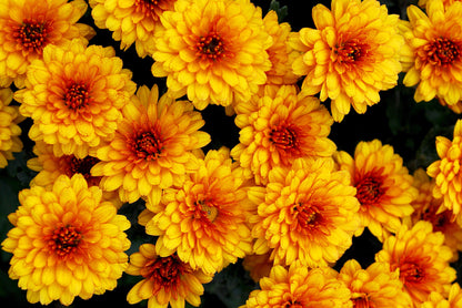 50 Tricolor DOUBLE PAINTED DAISY Chrysanthemum Carinatum Tanacetum Dunetti Mixed Colors Flower Seeds