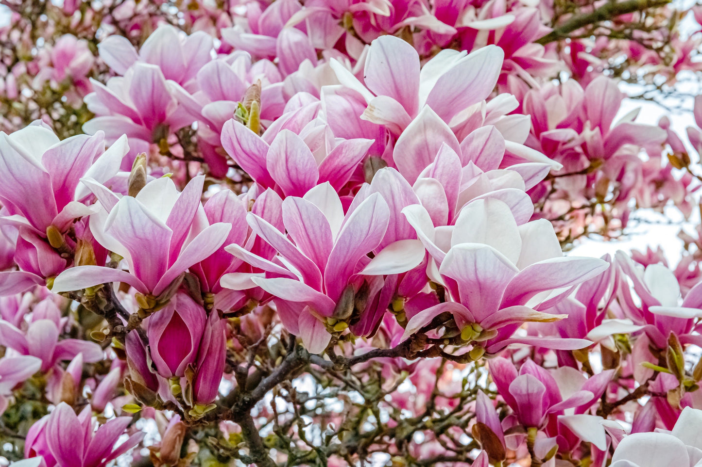 5 SAUCER MAGNOLIA x Soulangeana Denudata & Liliiflora 5 - 10" Pink & White Flower Tulip Tree Seeds