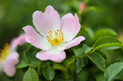 15 Pink WOOD'S ROSE Bush Mountain Rose Rosa Woodsii Fragrant Flower Seeds