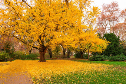 10 GINKGO BILOBA Maidenhair Tree Yellow Fall Orange "Fruit" Herb Seeds