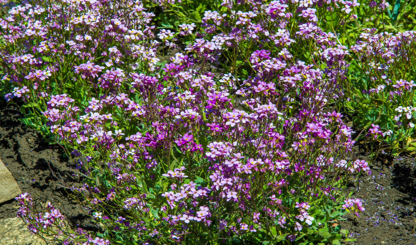 500 EVENING ( night ) SCENTED STOCK Matthiola Longipetala Bicornis Flower Seeds