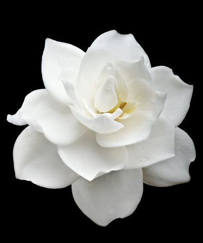 50 GARDENIA Jasminoides / CAPE JASMINE Fragrant White Shrub Houseplant Flower Seeds