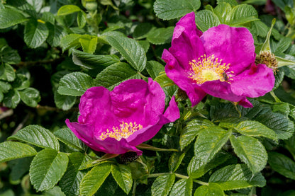 30 JAPANESE RED ROSE Bush Rosa Rugosa Rubra Rugrose Fragrant Flower Seeds