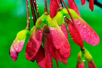 25 SUGAR MAPLE Syrup TREE Native Rock Fall Color Acer Saccharum Seeds