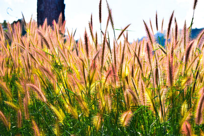 300 Bottlebrush SQUIRRELTAIL RYE GRASS Elymus Elymoides syn Sitanion Hystrix Red Plume Squirrel Tail Ornamental Seeds