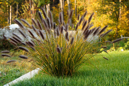 10 Dwarf BLACK FOUNTAIN GRASS Pennisetum Alopecuroides Viridescens Hardy Ornamental Seeds