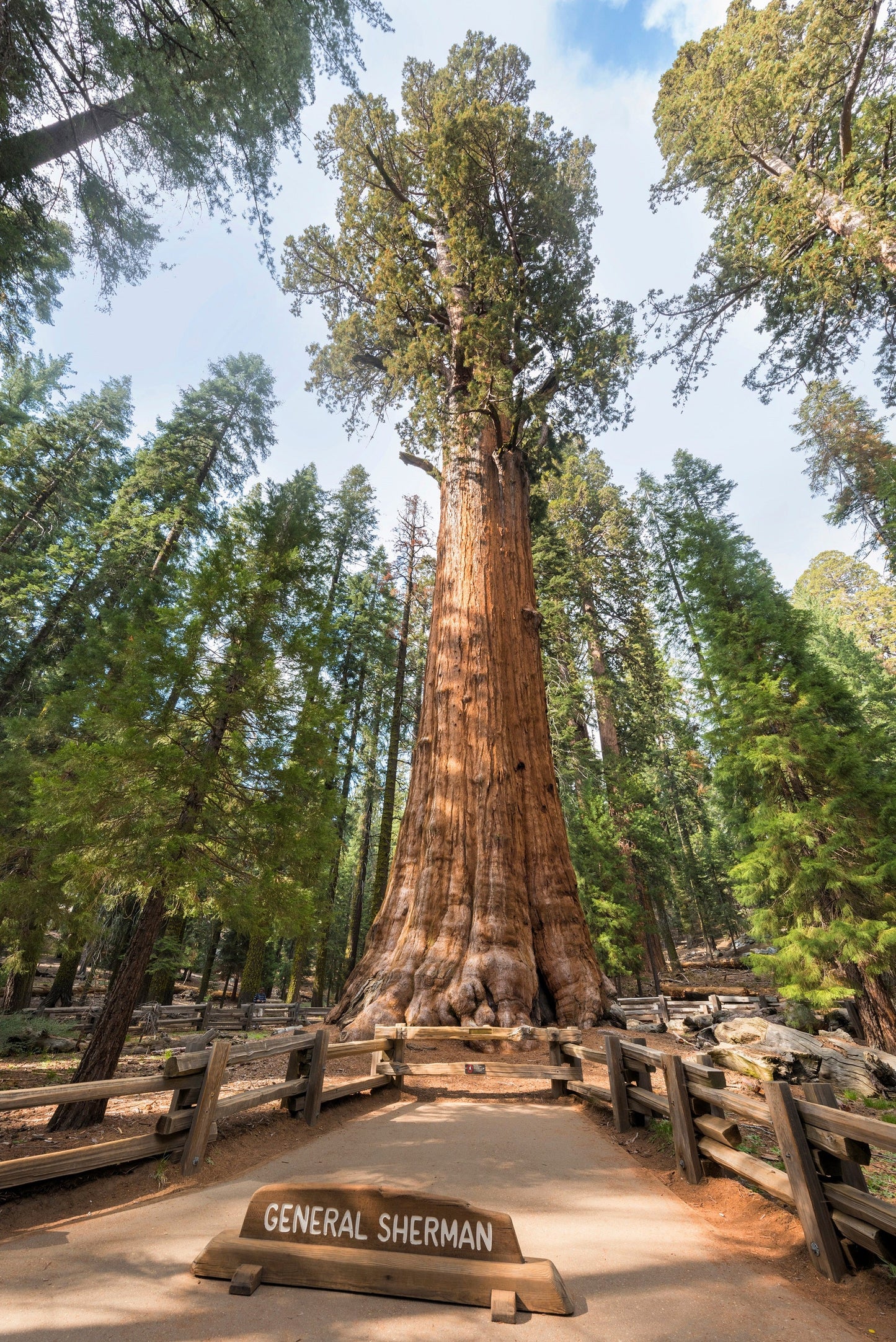 40 GIANT SEQUOIA Sequoiadendron Giganteum Sierra Redwood Tree Seeds