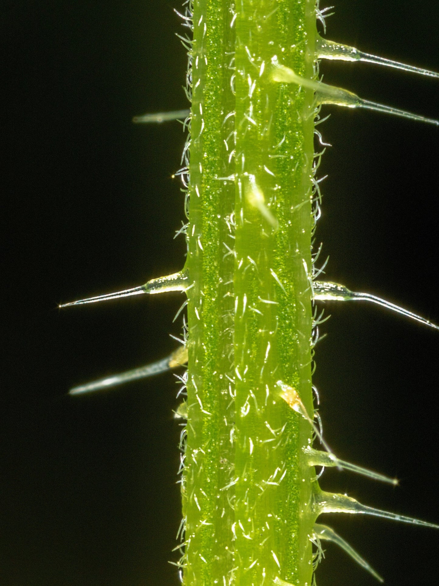 200 STINGING NETTLE Urtica Dioica (aka Common, California, or Bull Nettle / Tread Softly) Flower Seeds