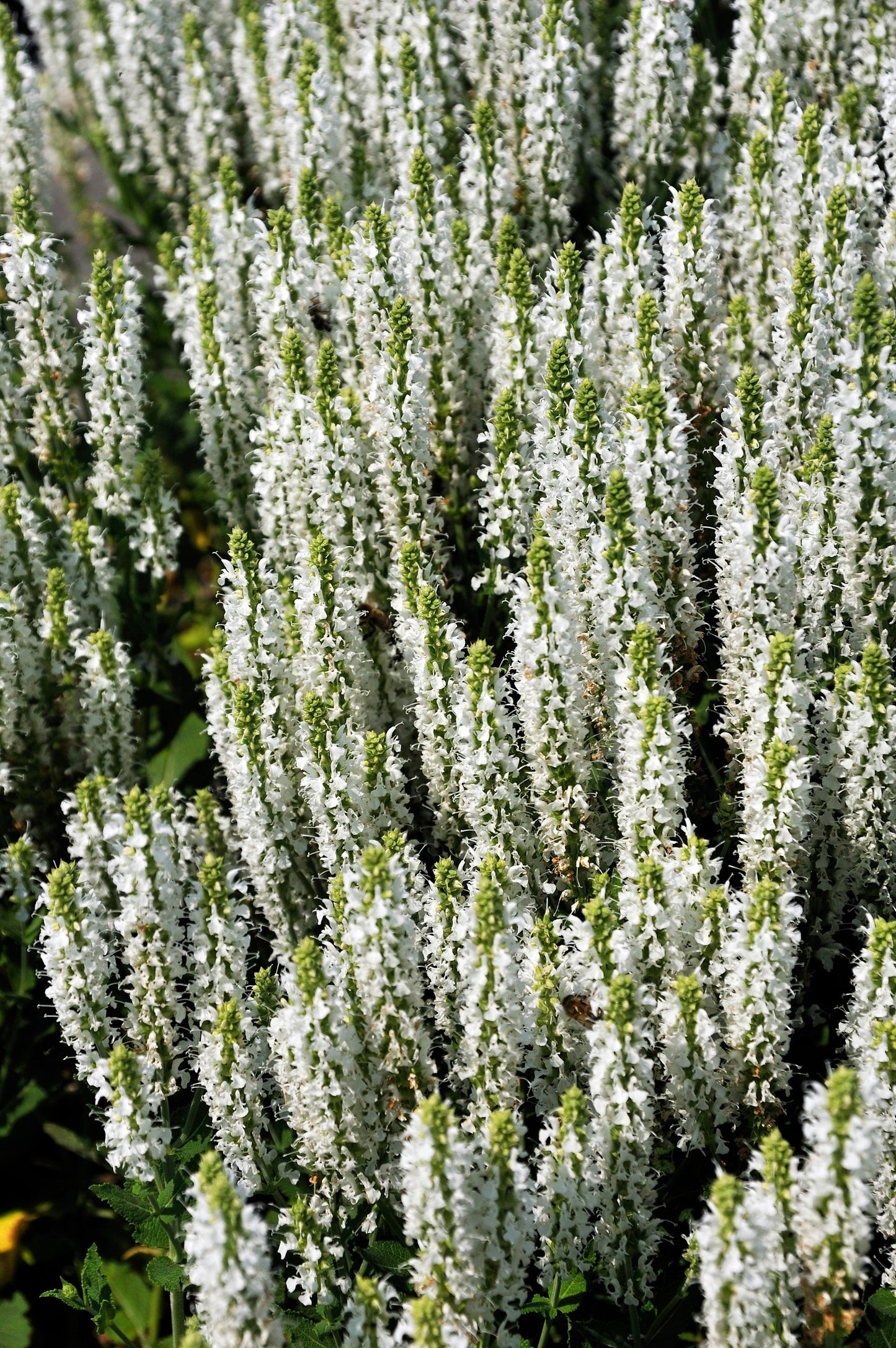 75 Sacred California WHITE SAGE Salvia Apiana Shrub Silver Folliage Native Smudge Seeds