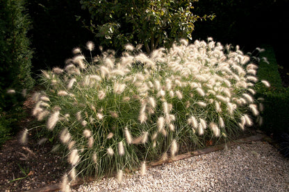 30 WHITE FOUNTAIN GRASS Pennisetum Villosum Ornamental Flower Seeds