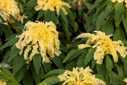 50 AURORA YELLOW AMARANTHUS Tricolor Josephs Coat Flower Seeds