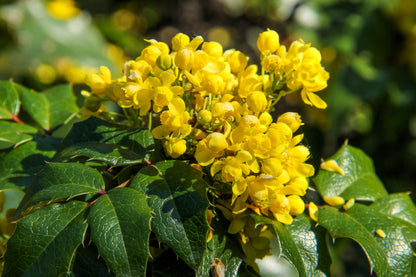 20 OREGON GRAPE Holly Fruit Vine Hollyleaved Barberry Mahonia Aquifolium Seeds