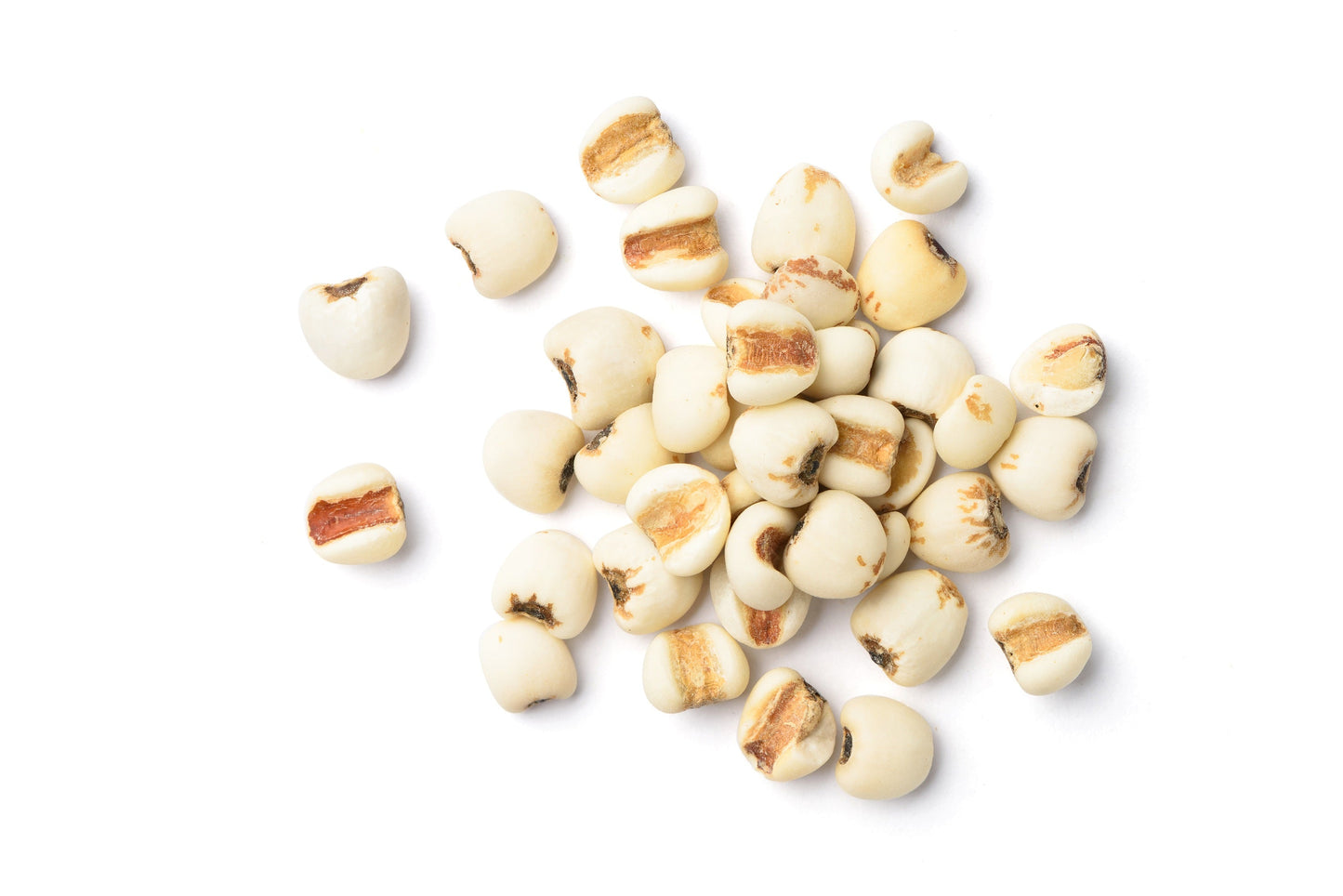 20 JOBS TEARS (Jobi / Coix / Yi Yi Ren / Junos Tears) Coix Lacryma Vegetable Seeds