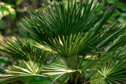 5 MEDITERRANEAN FAN PALM European Dwarf Tree Shrub Chamaerops Humilis Seeds