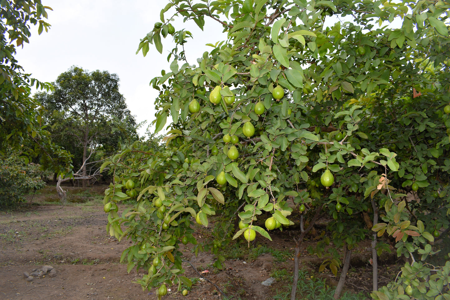 1000 BULK GUAVA Fruit Tree Shrub Psidium Guajava White Flowers Fruit Seeds