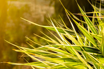 10 Variegated NEW ZEALAND FLAX Phormium Tenax Variegatum Ornamental Grass Flower Seeds
