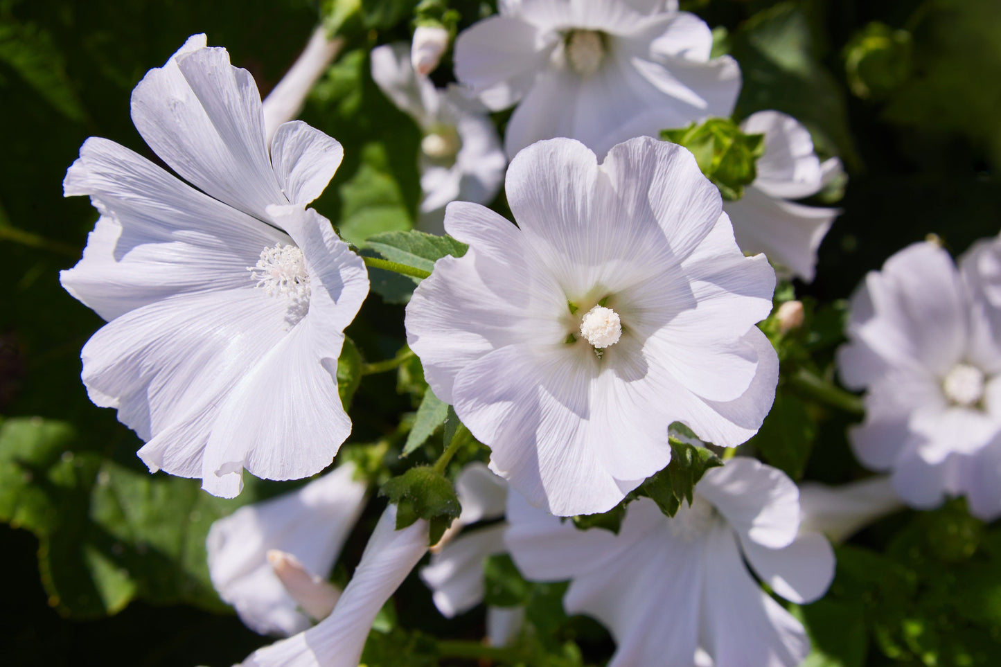 200 ROSE MALLOW MIX (Bush Mallow) Hibiscus Lavatera Trimestris Flower Seeds