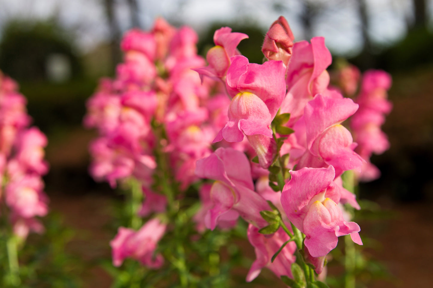 2000 PINK SNAPDRAGON Antirrhinum Majus Flower Seeds