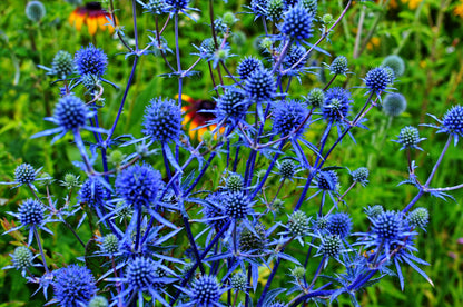 25 BLUE Star SEA HOLLY Eryngium Alpinum Flower Seeds