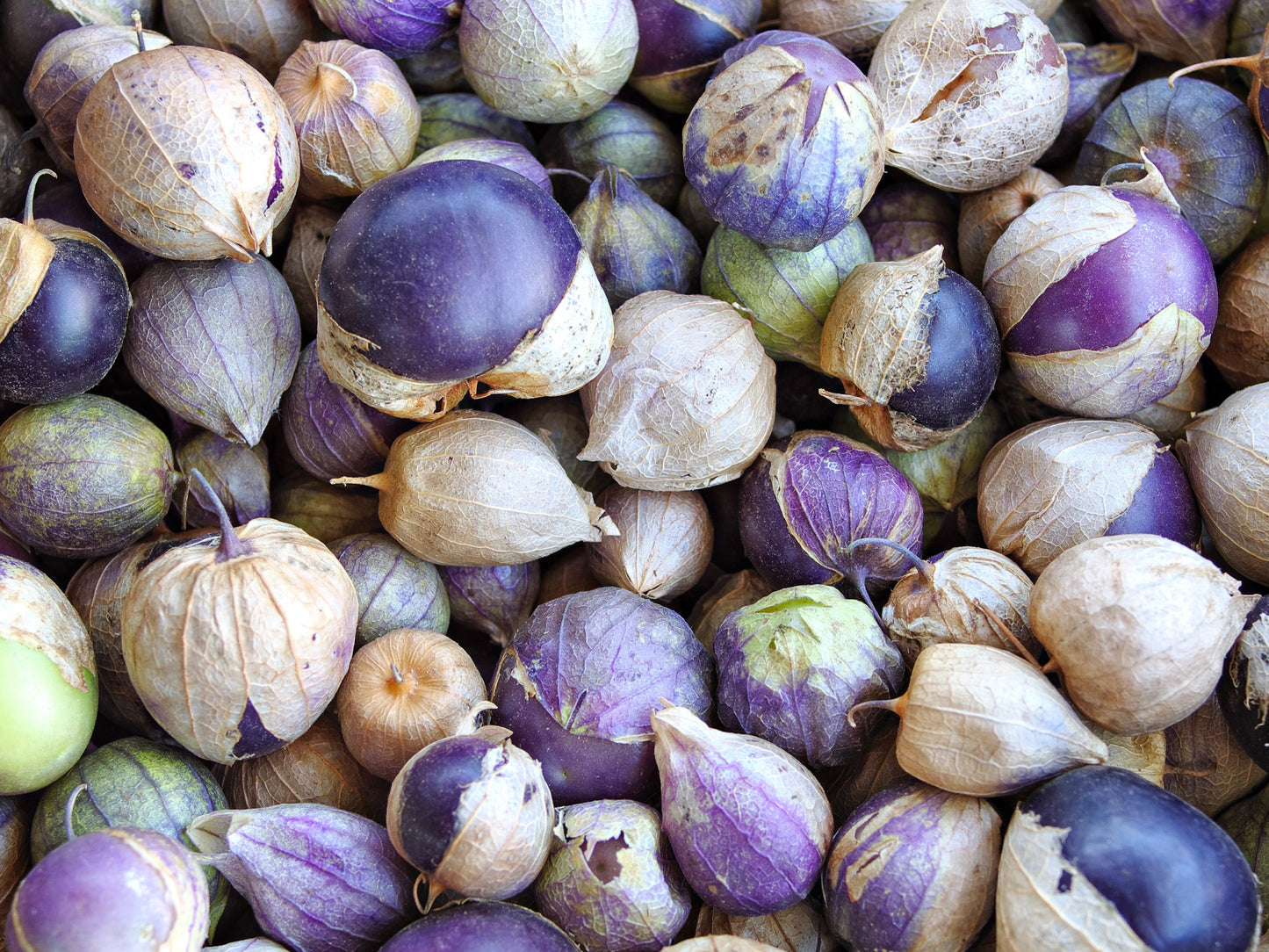 50 PURPLE TOMATILLO Husk Tomato Physalis Ixocarpa Fruit Vegetable Seeds