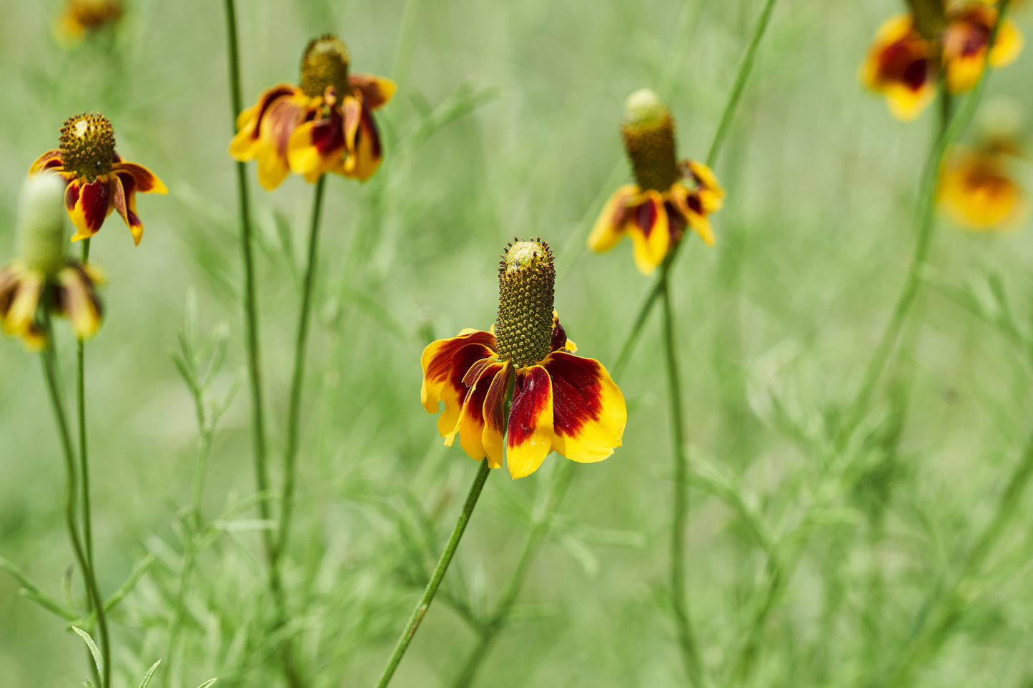 500 MEXICAN HAT Ratibida Columnaris Columnifera Red & Yellow Native Flower Seeds