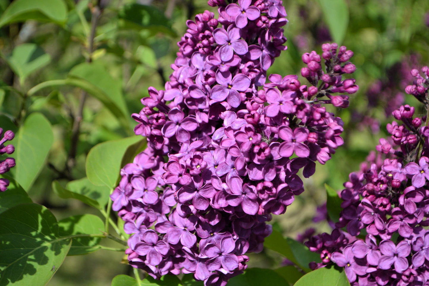 25 FRENCH / Old FASHIONED LILAC Syringa Vulgaris Flower Shrub Bush Seeds