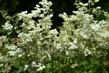 20 QUEEN of the MEADOW Filipendula Ulmaria Meadowsweet Native Prairie Fragrant White Flower Seeds