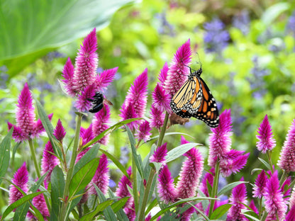 100 FLAMINGO FEATHER Wheat CELOSIA Spicata Pink & White Flower Seeds