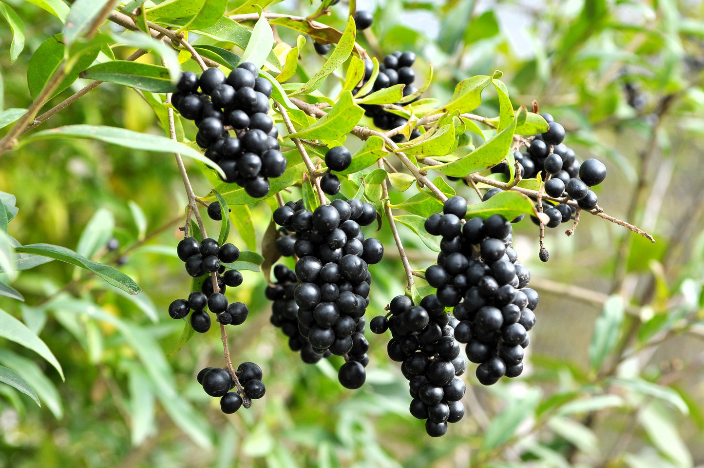 35 EUROPEAN PRIVET HEDGE Common Wild Ligustrum Vulgare Flower Shrub Seeds