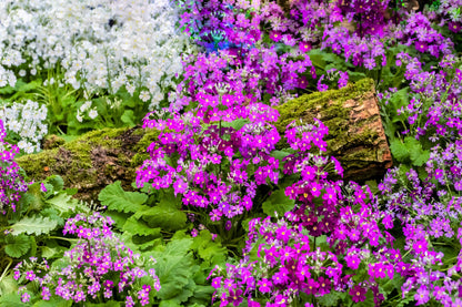 100 Mixed Colors FAIRY PRIMROSE Primula Malacoides Red Pink Purple White Baby Primrose Shade Houseplant Flower Seeds