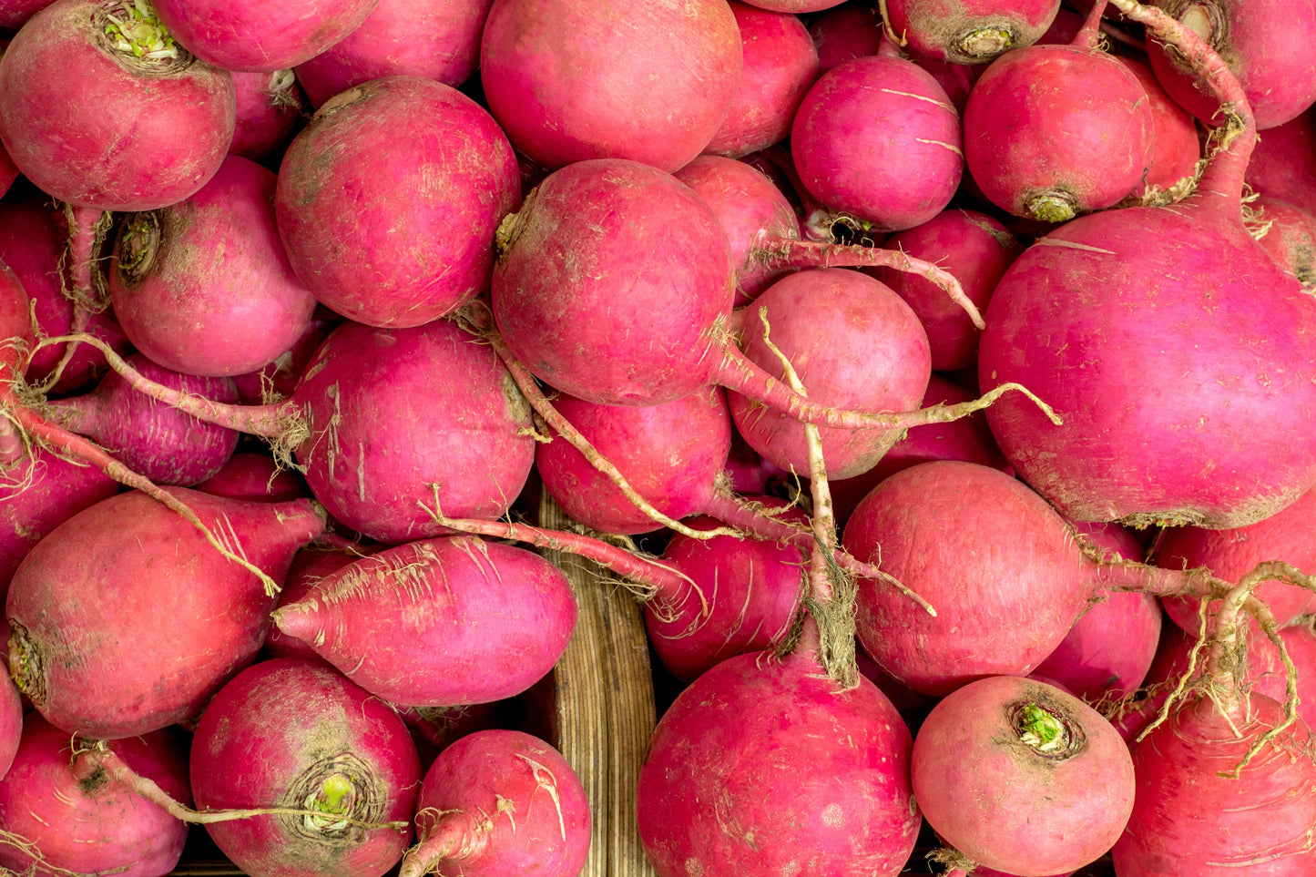 2000 CRIMSON GIANT RADISH Raphanus Sativus Vegetable Seeds