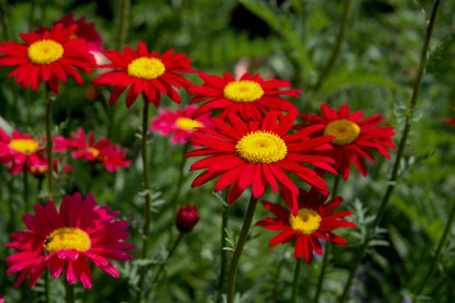 100 RED ROBINSONS DAISY Painted Chrysanthemum Coccineum Pyrethrum Flower Seeds