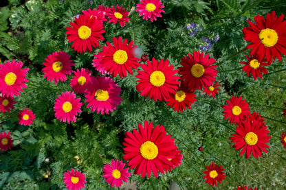100 Mixed Colors ROBINSONS PAINTED DAISY Chrysanthemum Pink Red Rose & Yellow Pyrethrum Flower Seeds