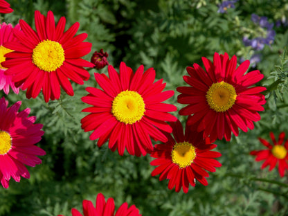 100 Mixed Colors ROBINSONS PAINTED DAISY Chrysanthemum Pink Red Rose & Yellow Pyrethrum Flower Seeds