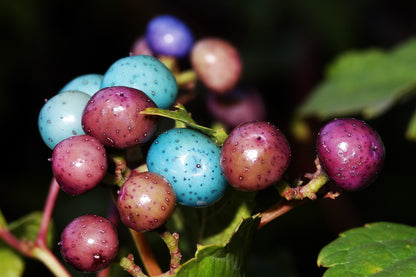10 Variegated PORCELAIN BERRY VINE Ampelopsis Brevipedunculata Elegans Ampelopsis Glandulosa Amur Peppervine Blue Pink Purple Berries Seeds