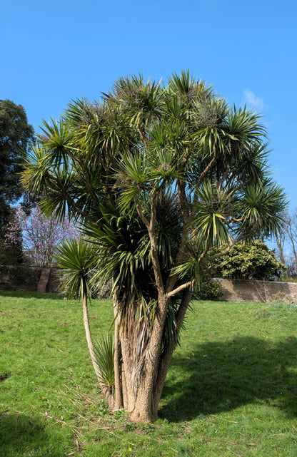 50 CABBAGE PALM / GIANT DRACAENA Australis Cordyline Tree Houseplant Seeds