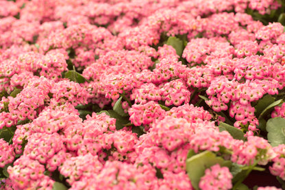 500 Sweet ALYSSUM PASTEL CARPET Mix Lobularia Maritima Flower Seeds