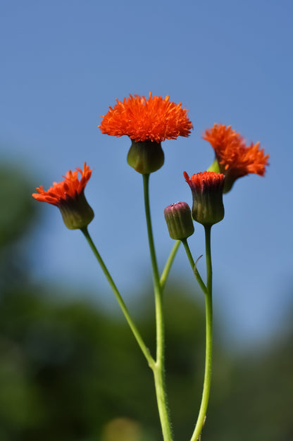 50 Red LADY'S PAINTBRUSH Tassel Flower Emilia Javanica Coccinea 'Scarlet Magic' Seeds